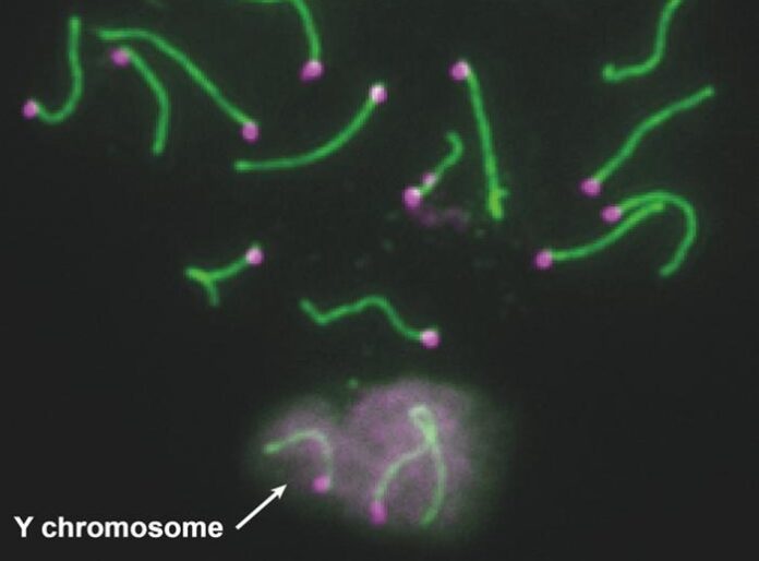 Humans have 23 pairs of chromosomes, including a pair of sex chromosomes (typically XX for females, and XY for males). Chromosomes contain hundreds to thousands of genes, which are sections of DNA located at specific points on a chromosome. The Y chromosome is an exception, only containing a few dozen genes. DNA is the material carrying all the information about the development and functioning of the individual – the blueprint to make proteins. [Jeremie Subrini]